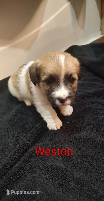 Weston  – Jack Russell Terrier puppy for sale in Alto, TX