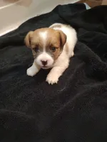 Liam, a male Jack Russell Terrier for sale in Alto, TX – 8 of 10