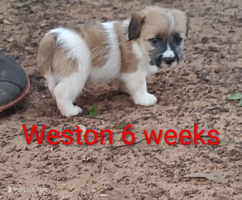 Weston  – Jack Russell Terrier puppy for sale in Alto, TX