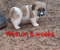 Weston , a male Jack Russell Terrier for sale in Alto, TX – 1 of 10