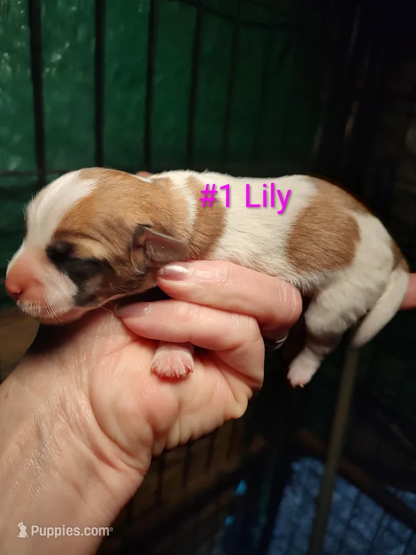 Lily  – Jack Russell Terrier puppy for sale in Alto, TX