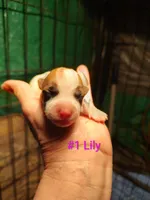 Lily , a female Jack Russell Terrier for sale in Alto, TX – Photo 2 of 3