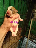 Lily , a female Jack Russell Terrier for sale in Alto, TX – Photo 3 of 3