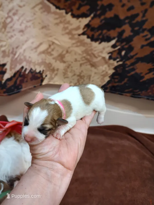 Lily  – Jack Russell Terrier puppy for sale in Alto, TX