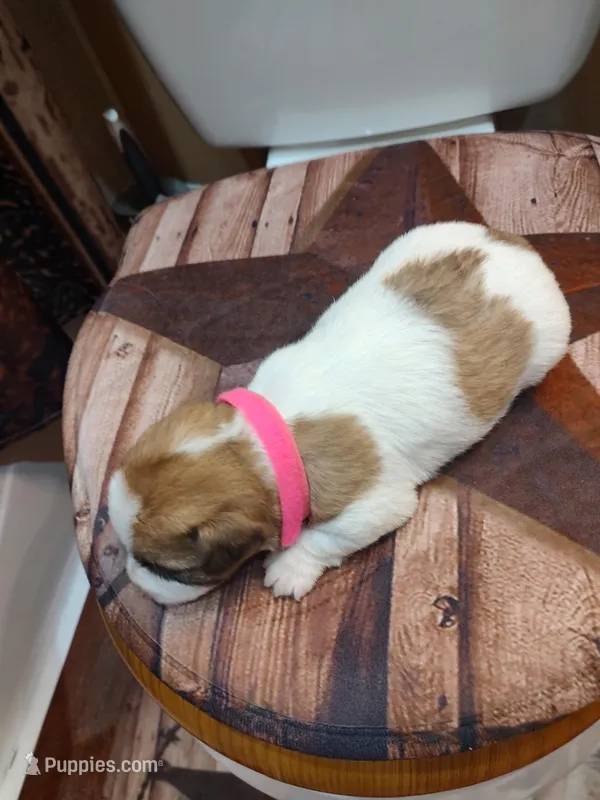 Lily  – Jack Russell Terrier puppy for sale in Alto, TX