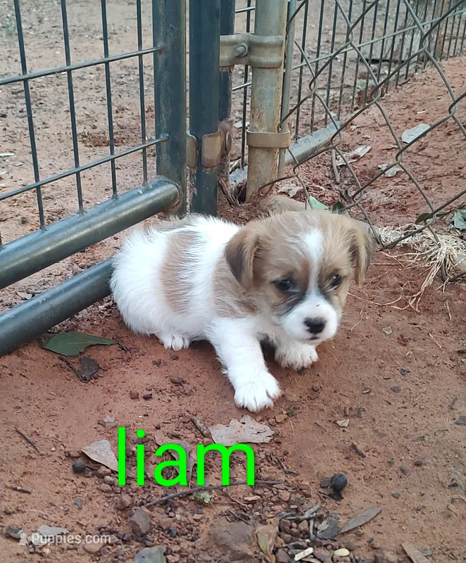 Liam – Jack Russell Terrier puppy for sale in Alto, TX
