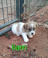 Liam, a male Jack Russell Terrier for sale in Alto, TX – 3 of 10