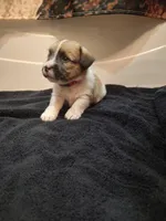 Weston , a male Jack Russell Terrier for sale in Alto, TX – 8 of 10