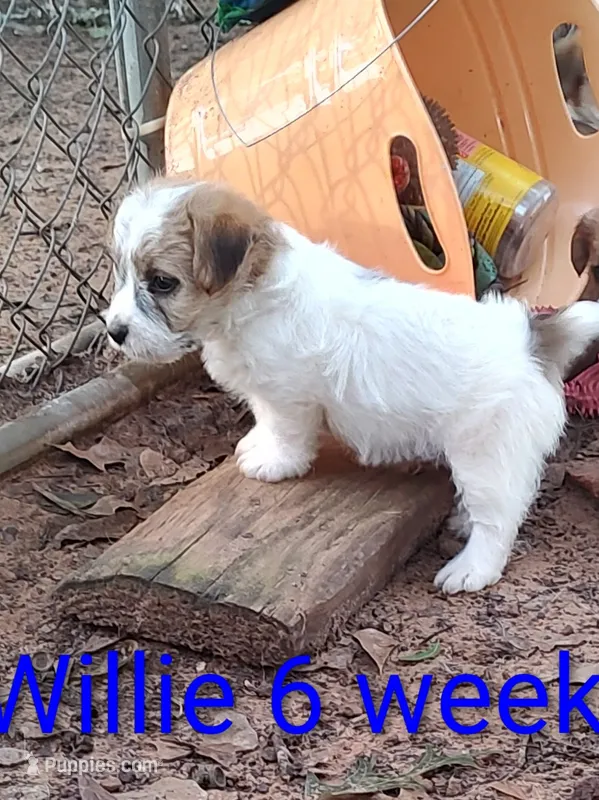 Willy  – Jack Russell Terrier puppy for sale in Alto, TX