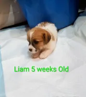 Liam, a male Jack Russell Terrier for sale in Alto, TX – 6 of 10