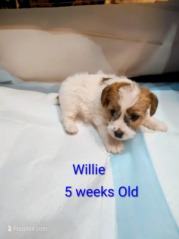 Willy  – Jack Russell Terrier puppy for sale in Alto, TX