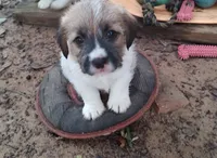Weston , a male Jack Russell Terrier for sale in Alto, TX – 2 of 10