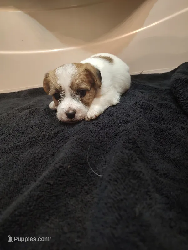 Willy  – Jack Russell Terrier puppy for sale in Alto, TX