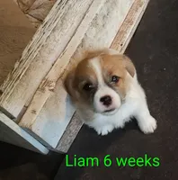 Liam, a male Jack Russell Terrier for sale in Alto, TX – 2 of 10