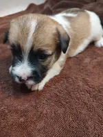Weston , a male Jack Russell Terrier for sale in Alto, TX – 6 of 10