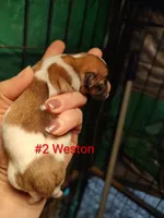 Weston , a male Jack Russell Terrier for sale in Alto, TX – Photo 4 of 4