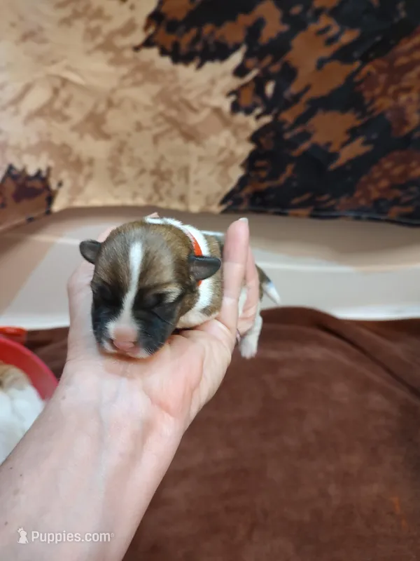 Weston  – Jack Russell Terrier puppy for sale in Alto, TX
