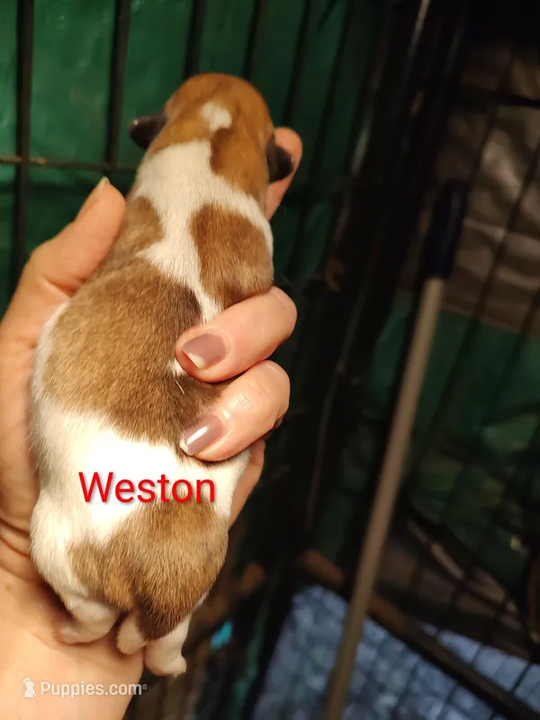 Weston  – Jack Russell Terrier puppy for sale in Alto, TX