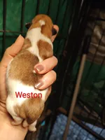 Weston , a male Jack Russell Terrier for sale in Alto, TX – Photo 1 of 4