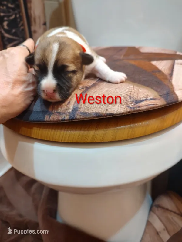 Weston  – Jack Russell Terrier puppy for sale in Alto, TX
