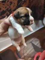 Weston , a male Jack Russell Terrier for sale in Alto, TX – 2 of 10
