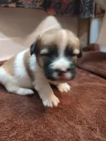 Weston , a male Jack Russell Terrier for sale in Alto, TX – 3 of 10
