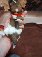Weston , a male Jack Russell Terrier for sale in Alto, TX – 8 of 10