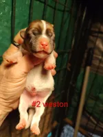 Weston , a male Jack Russell Terrier for sale in Alto, TX – Photo 3 of 4