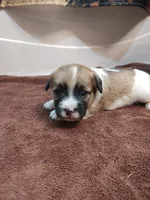 Weston , a male Jack Russell Terrier for sale in Alto, TX – 4 of 10