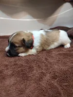 Weston , a male Jack Russell Terrier for sale in Alto, TX – 7 of 10