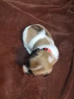 Weston , a male Jack Russell Terrier for sale in Alto, TX – 5 of 10