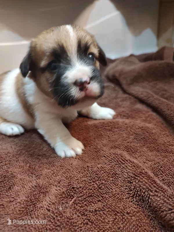 Weston  – Jack Russell Terrier puppy for sale in Alto, TX