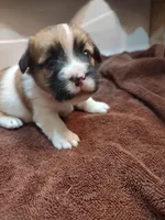 Weston , a male Jack Russell Terrier for sale in Alto, TX – 1 of 10