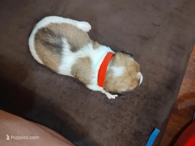 Weston  – Jack Russell Terrier puppy for sale in Alto, TX