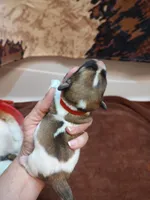 Weston , a male Jack Russell Terrier for sale in Alto, TX – 10 of 10