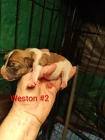 Weston , a male Jack Russell Terrier for sale in Alto, TX – Photo 2 of 4