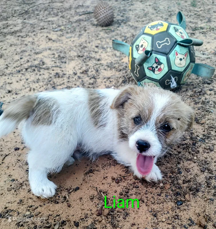 Liam – Jack Russell Terrier puppy for sale in Alto, TX