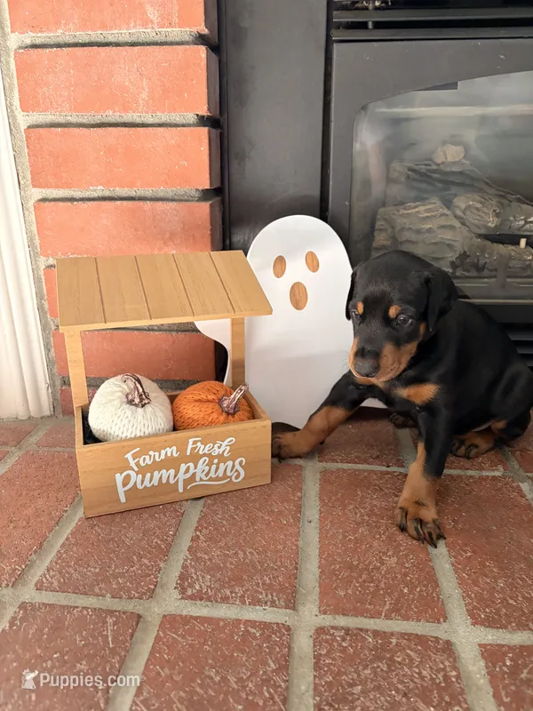 Augustus  – Doberman Pinscher puppy for sale in Tracy, CA