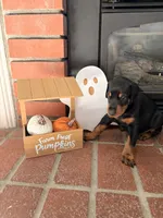Augustus , a male Doberman Pinscher for sale in Tracy, CA – 1 of 1