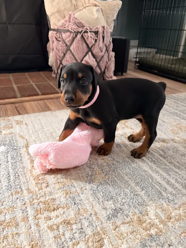 Millie  – Doberman Pinscher puppy for sale in Tracy, CA