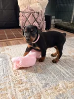 Millie , a female Doberman Pinscher for sale in Tracy, CA – 1 of 1