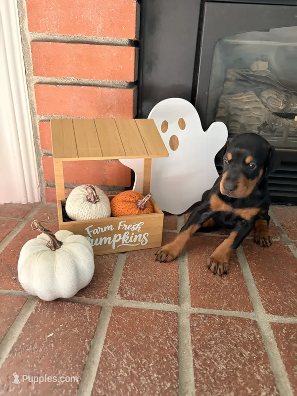 Sienna  – Doberman Pinscher puppy for sale in Tracy, CA