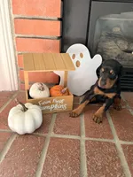 Sienna , a female Doberman Pinscher for sale in Tracy, CA – 1 of 1