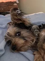 Snickers, a male Yorkshire Terrier for sale in Okeechobee, FL – Photo 6 of 6