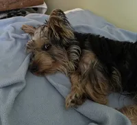 Snickers, a male Yorkshire Terrier for sale in Okeechobee, FL – Photo 3 of 6