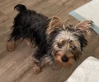 Snickers, a male Yorkshire Terrier for sale in Okeechobee, FL – Photo 4 of 6