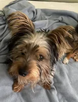 Snickers, a male Yorkshire Terrier for sale in Okeechobee, FL – Photo 1 of 6