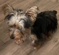 Snickers, a male Yorkshire Terrier for sale in Okeechobee, FL – Photo 2 of 6