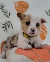 Cooper, a male Pembroke Welsh Corgi for sale in Birdsboro, PA – Photo 3 of 8