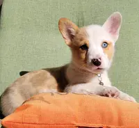 Cooper, a male Pembroke Welsh Corgi for sale in Birdsboro, PA – Photo 5 of 8